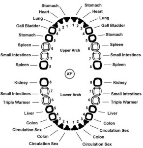 Meridians - teeth - Dr. Scott A. Saunders